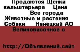 Продаются Щенки вельштерьера  › Цена ­ 27 000 - Все города Животные и растения » Собаки   . Ненецкий АО,Великовисочное с.